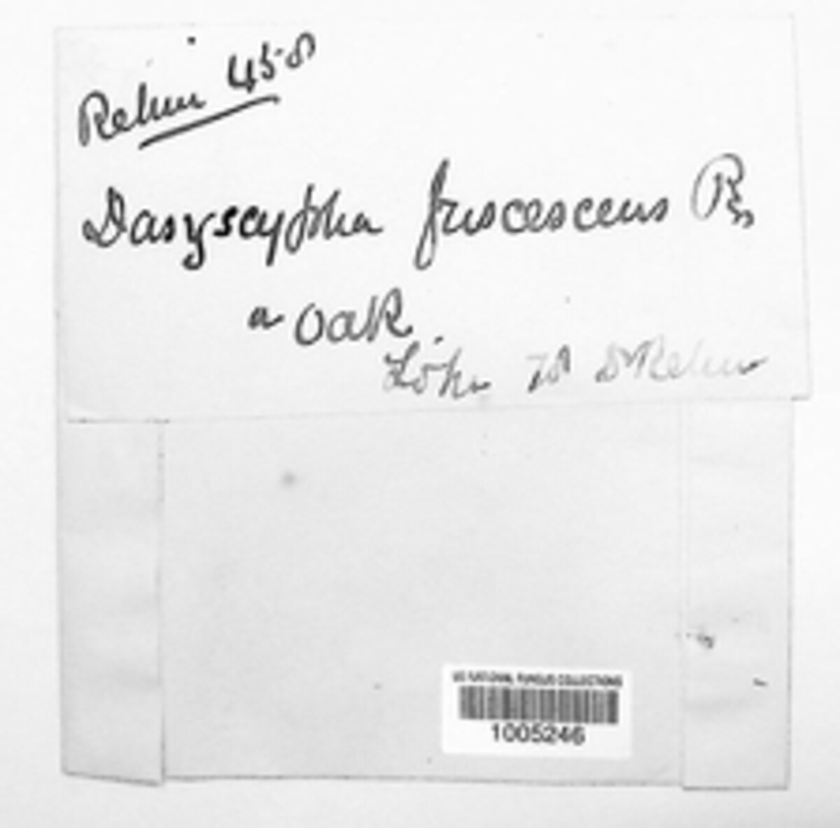 Brunnipila fuscescens image